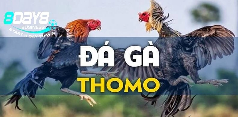 Loại hình cá cược hấp dẫn, cuốn hút tiếng thomo