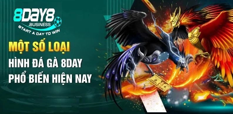 Đá gà cựa tròn kịch tính, sôi động không nên bỏ qua tại 8day