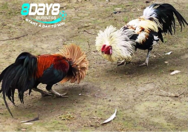 Kỹ thuật chăm sóc,huấn luyện gà tre Thomo