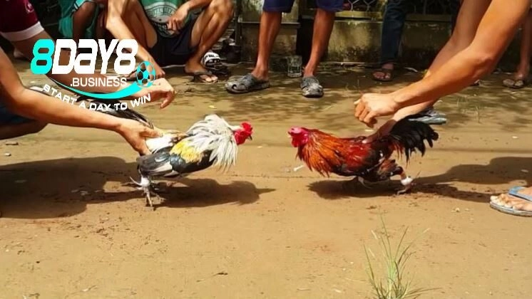 Nguồn gốc hình thành của gà tre Thomo