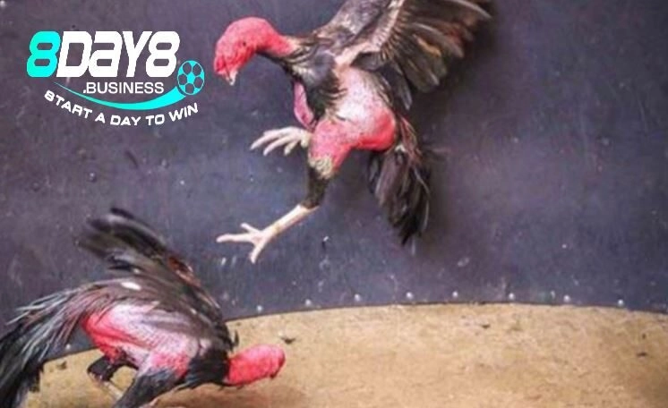 Các yếu tố quan trọng để chơi mẹo đá gà hiệu quả